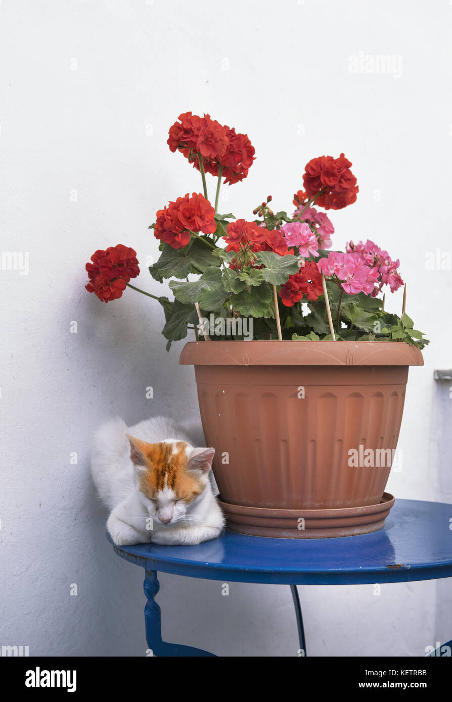 Cat rilassante, un insolito frequentatore di un tradizionale delle Cicladi Grecia casa nel villaggio di Hora, nell'isola di Andros, Cicladi Grecia Foto Stock