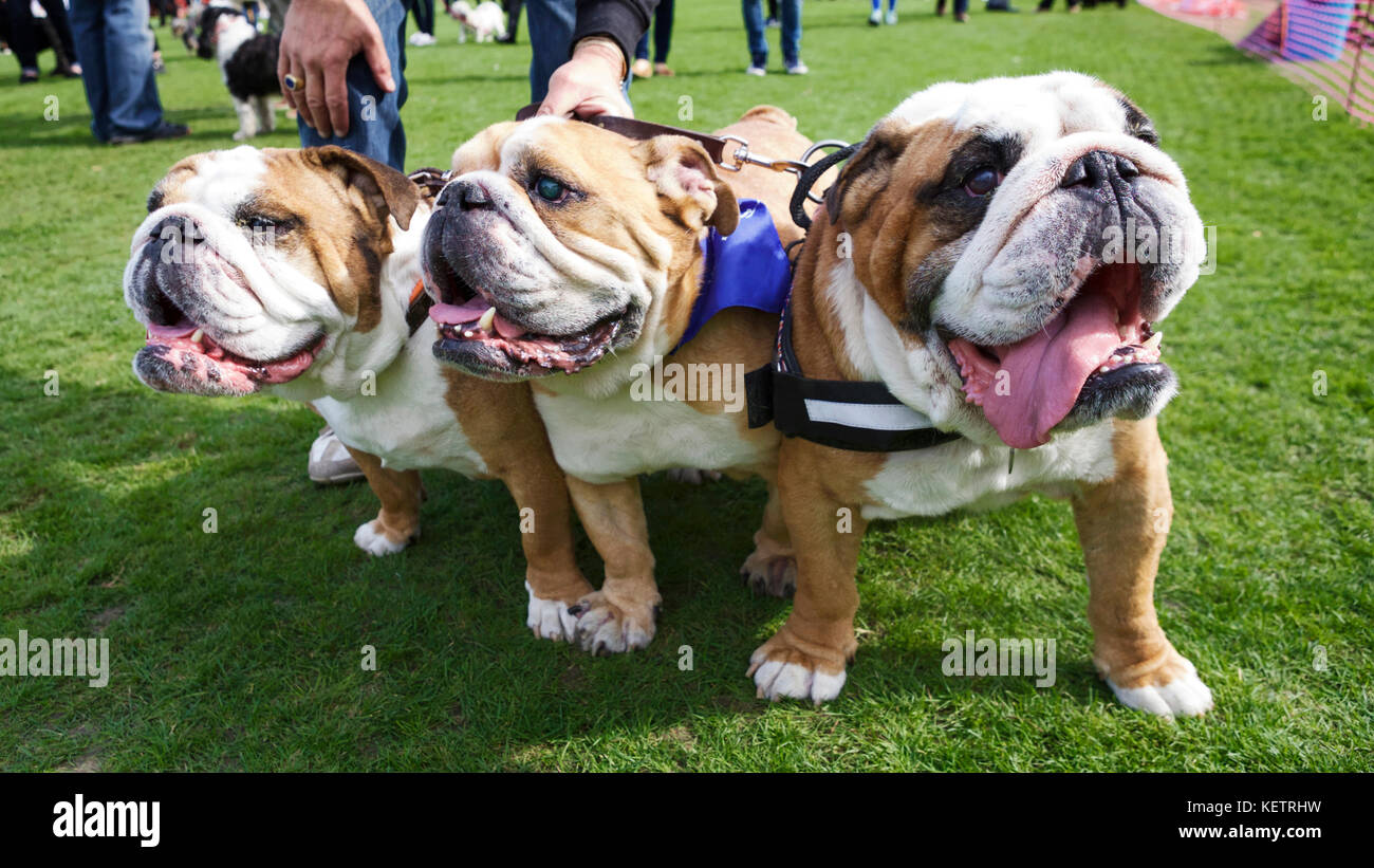 British Bulldog, British bulldog, British bull cane, British cani Bull a dog show a Londra. Dog show UK. Fotografia di Pet UK Foto Stock