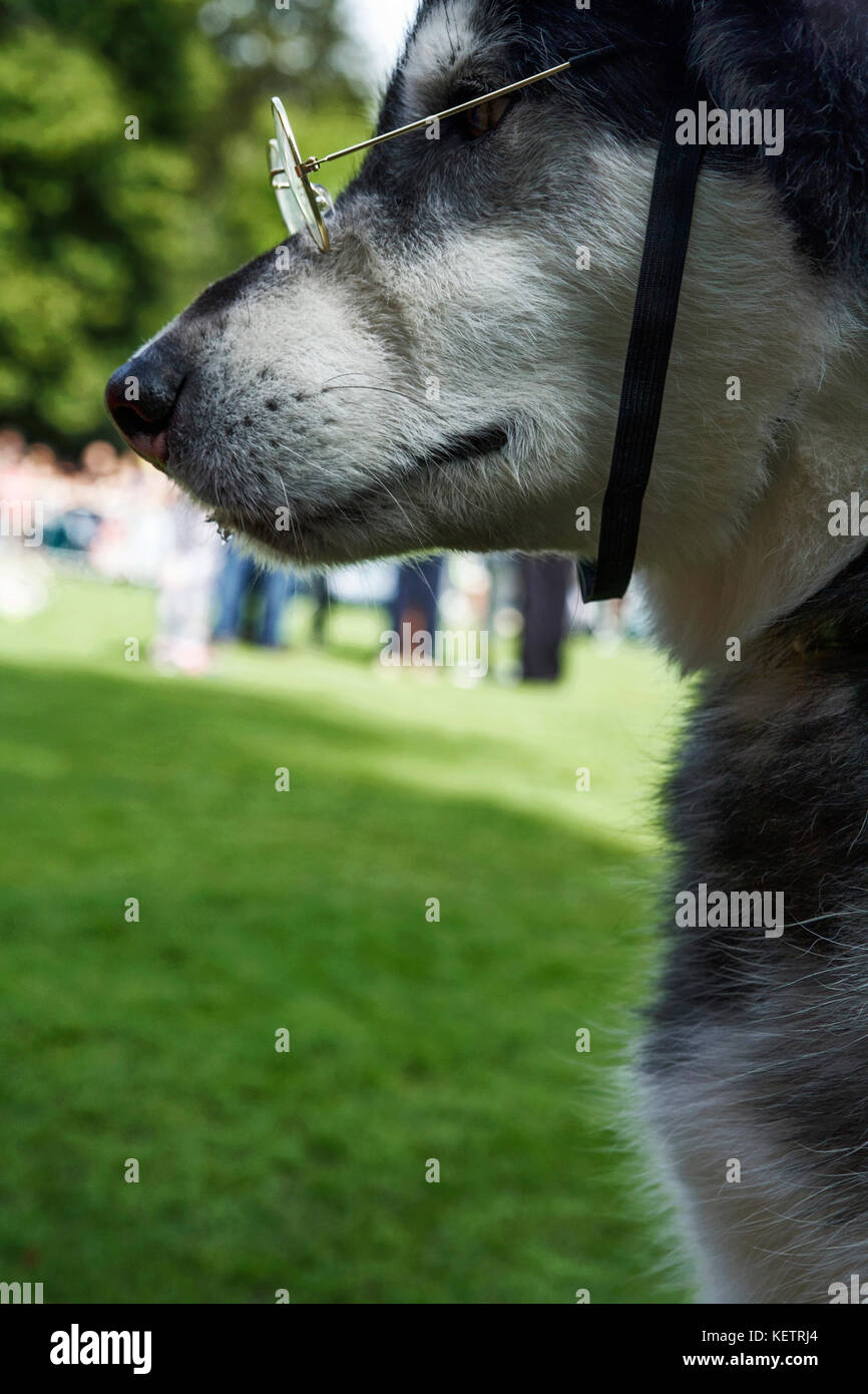 Alaskan Malamute. Cane che indossa gli occhiali da lettura. Occhiali occhio. Foto Stock