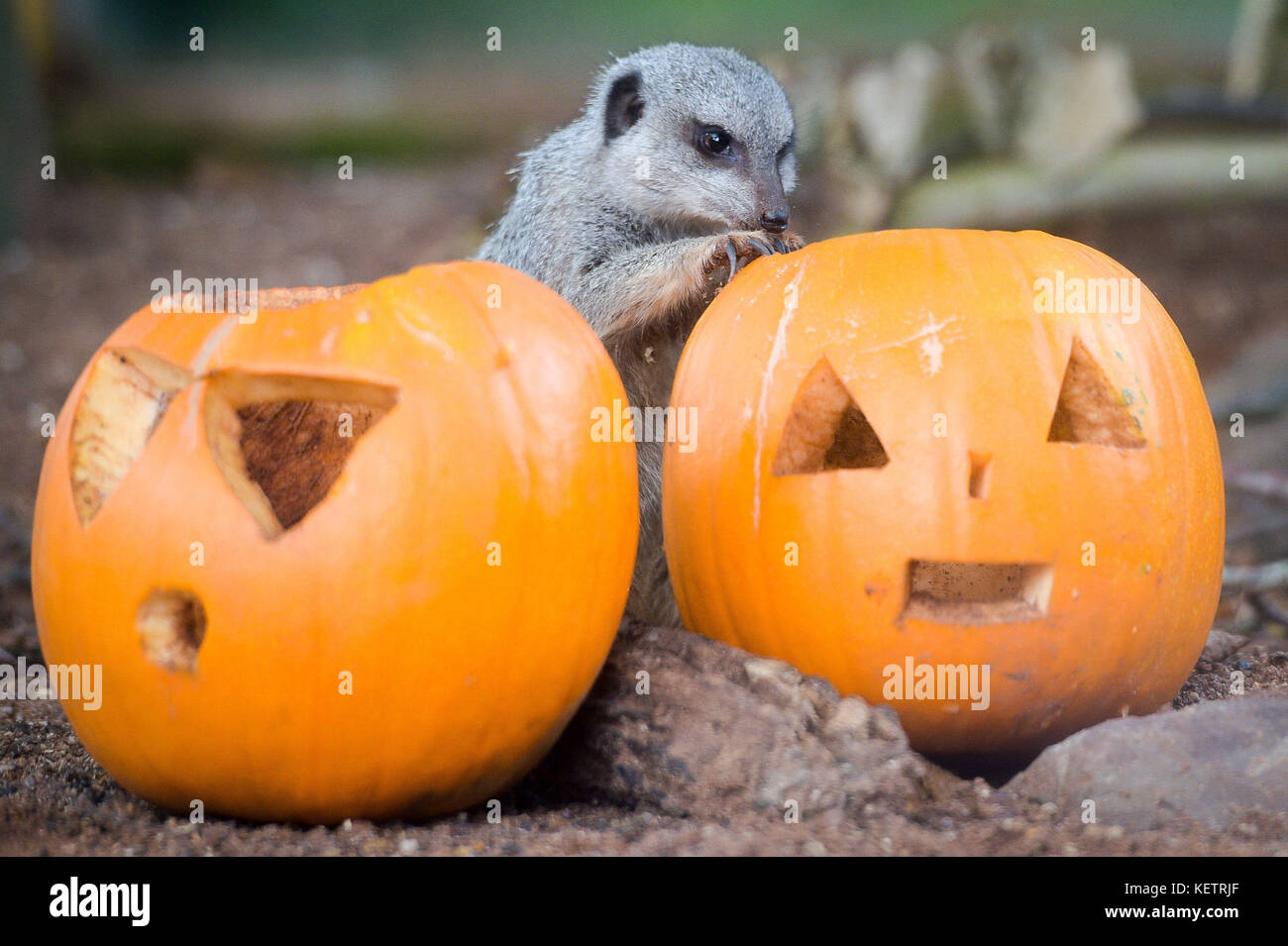 Un Meerkat ispeziona una zucca scolpita in una fotocellula di Halloween allo Zoo di Bristol, Bristol. Foto Stock