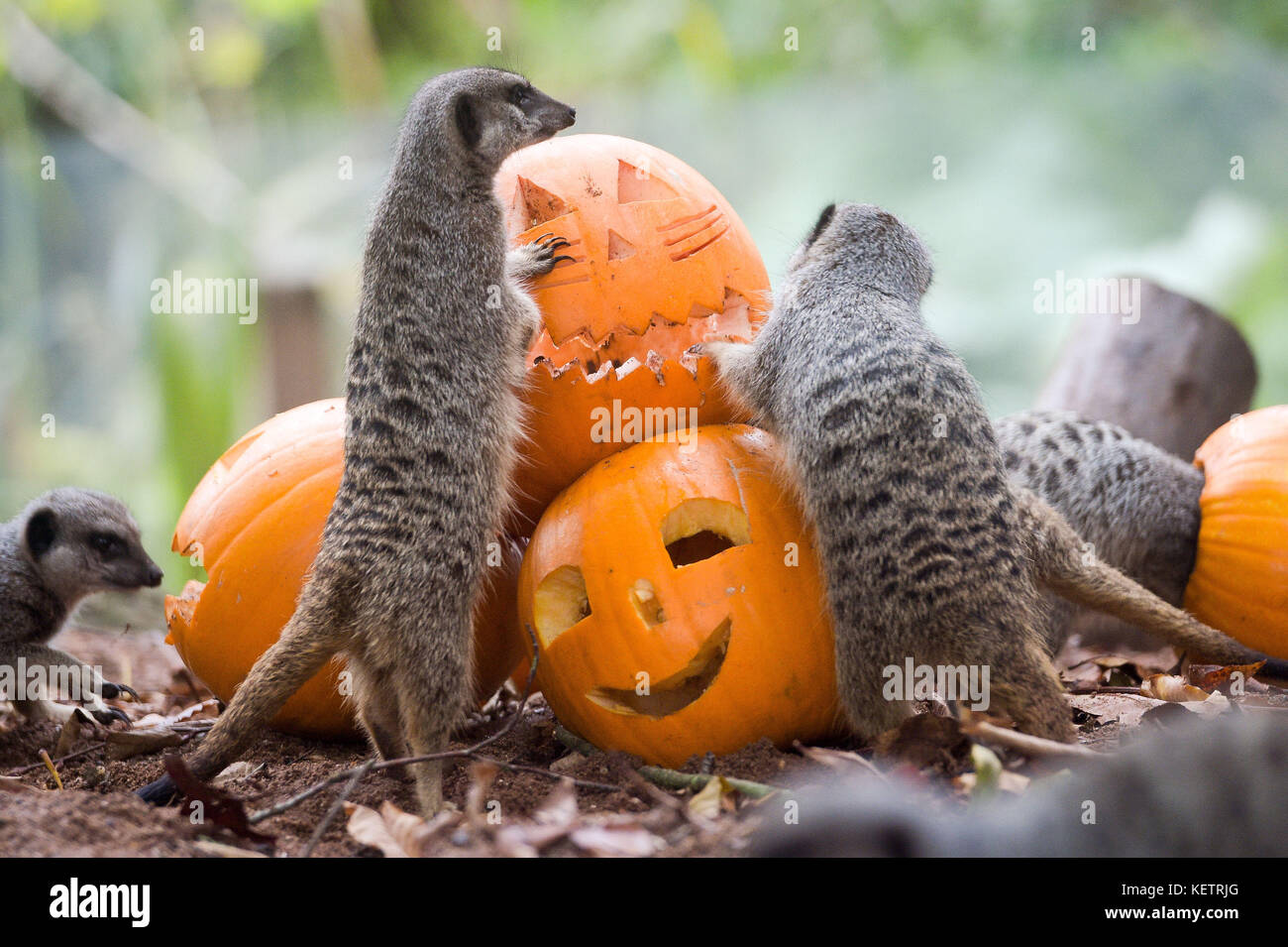 Un paio di Meerkats ispezionano alcune zucche intagliate ad una fotocellula di Halloween allo Zoo di Bristol, Bristol. Foto Stock