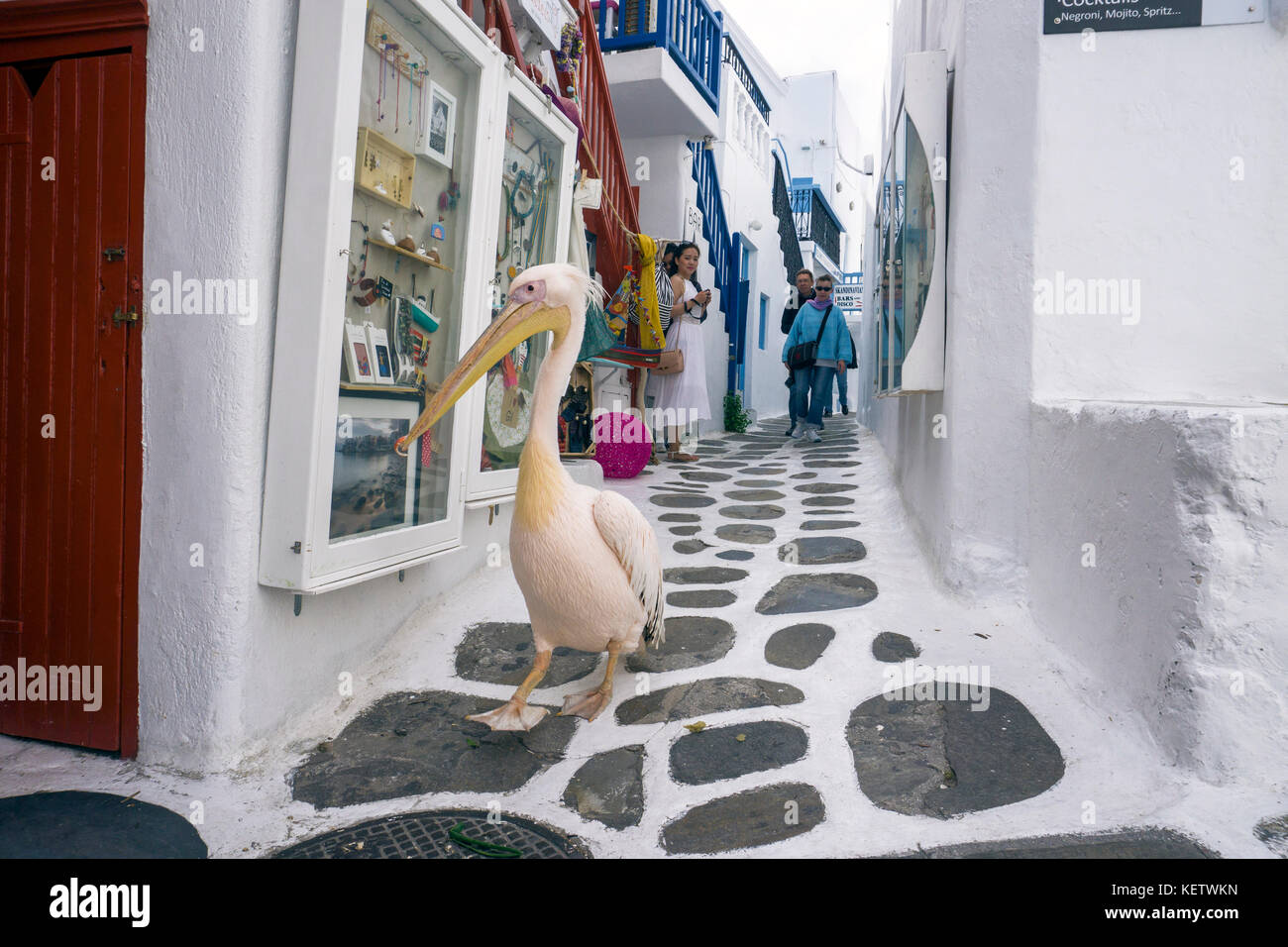 Pelican petro (pelecanus onocrotalus) attrazione turistica a Mykonos-town, Mykonos, Grecia Foto Stock