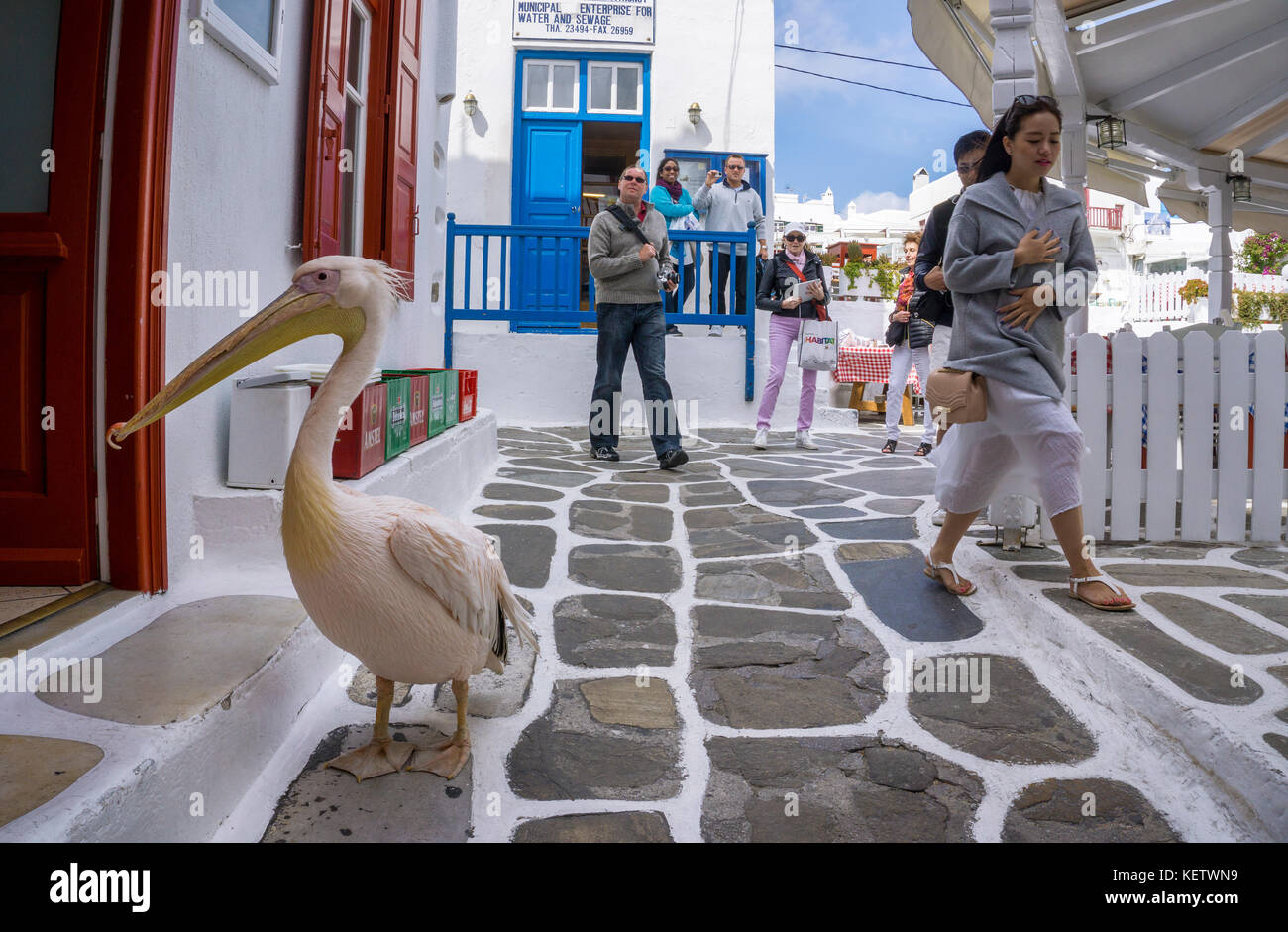 Pelican petro (pelecanus onocrotalus) attrazione turistica a Mykonos-town, Mykonos, Grecia Foto Stock