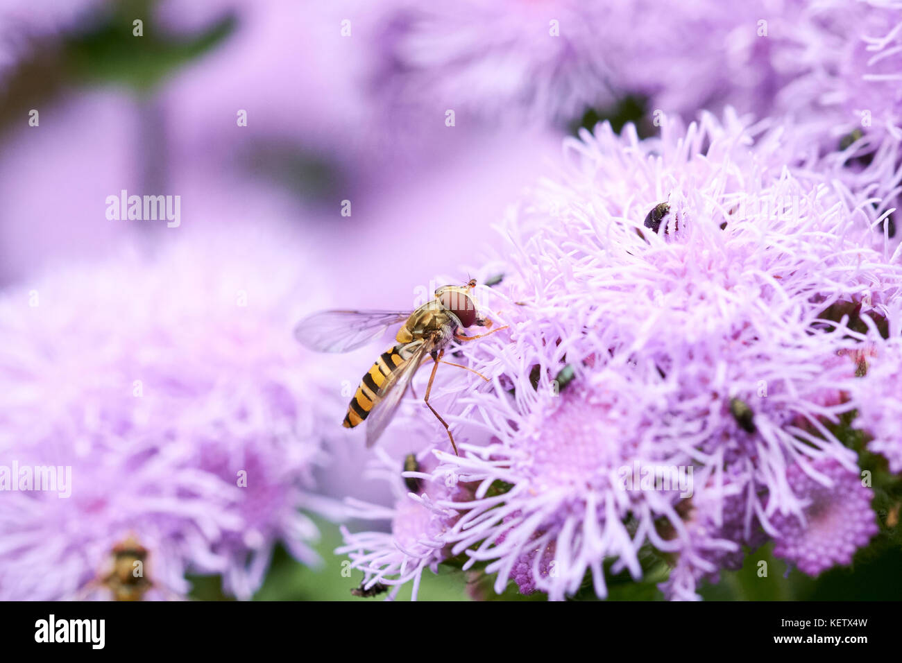 Passare il puntatore del mouse comune-fly (Syrphus ribesii) sull'alimentazione del nettare da l'estate fiori viola di un Ageratum (A. houstonianum diamante blu F1) pianta di giardino, UK. Foto Stock