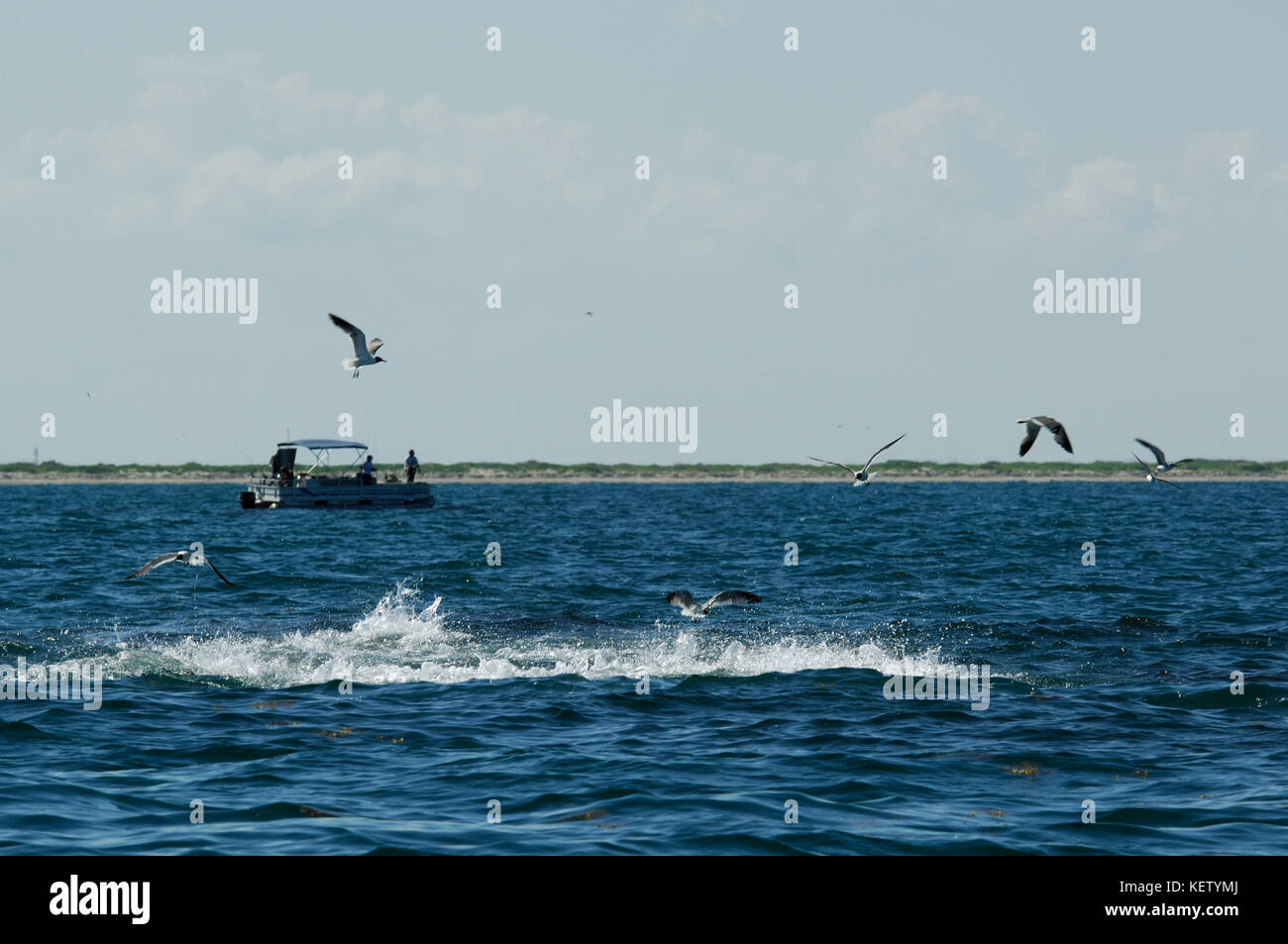 Falso tonno bianco alalunga Pesce rompendosi attraverso una scuola di baitfish vicino al porto Aransas Jetty Foto Stock