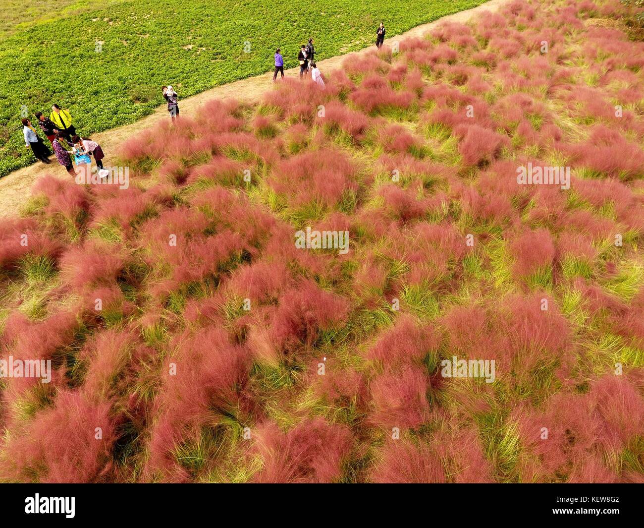 Zhengzhou, Cina. 24 ott 2017.(solo uso editoriale. Cina out) .muhlenbergia capillaris, comunemente noto come hairawn muhly, è una pianta perenne hedge-come pianta che cresce da circa 30ã¢'¬'90 cm (0,98 ã¢'¬'2,95 ft) di altezza e 60ã¢'¬'90 cm (2.0ã¢'¬"3.0 ft) largo. L'impianto stesso comprende un doppio strato; foglia verde strutture simili a circondare il sottobosco, con viola-rosa fiori fuori la loro crescente dal basso verso l'alto. La pianta è una calda stagione di erba, il che significa che le foglie cominciano la crescita dell'estate. Credito: sipa asia/zuma filo/alamy live news Foto Stock