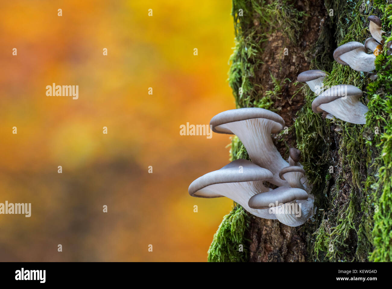 Funghi oyster / oyster staffa (fungo Pleurotus ostreatus) crescente sul tronco di albero nella foresta di autunno Foto Stock