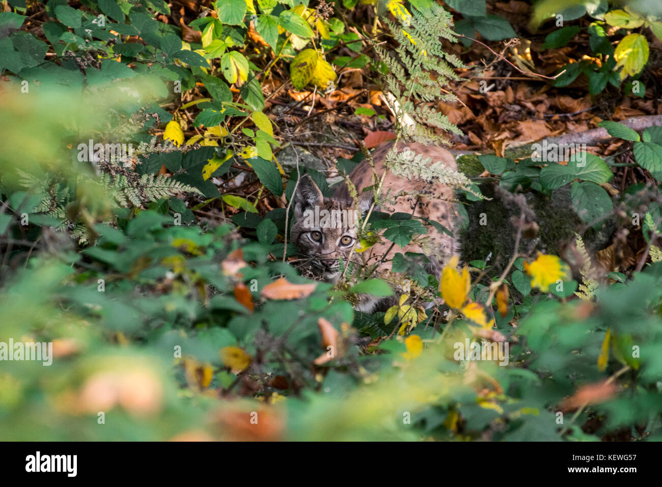 Eurasian (Lynx Lynx lynx) gattino che mostra Colori di mimetizzazione mentre si nasconde nel sottobosco nella foresta di autunno Foto Stock