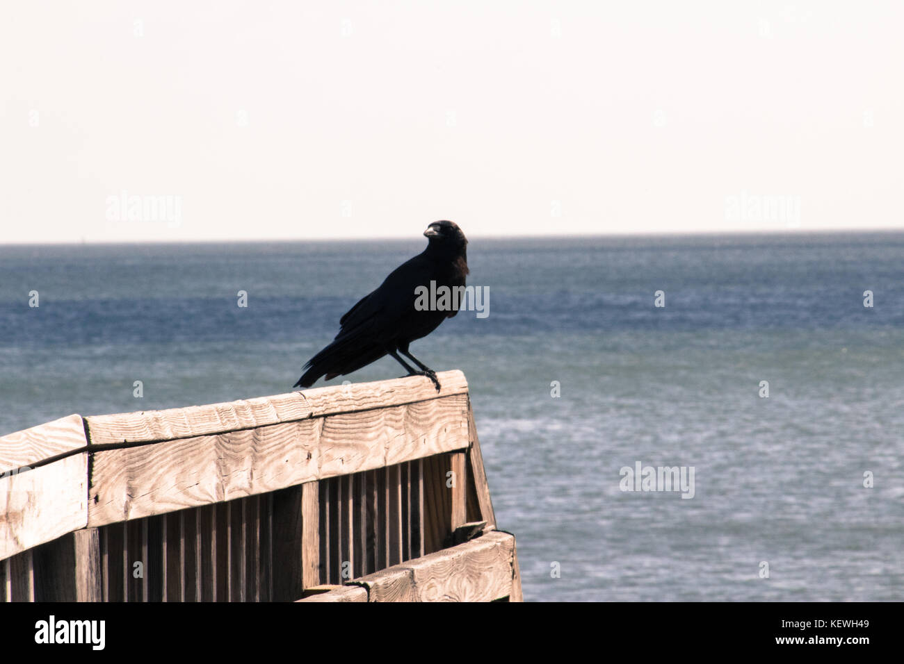 Bird si siede tranquillamente Foto Stock