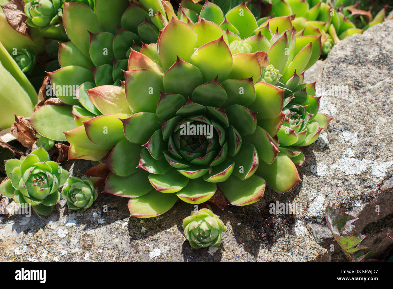 Sempervivum fiori / fioritura sempervivum in macro shot Foto Stock