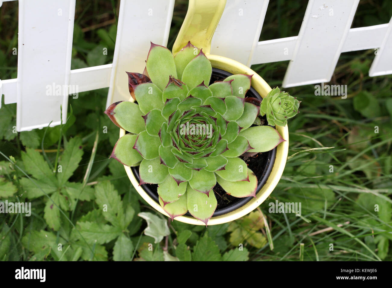 Sempervivum fiori / fioritura sempervivum in macro shot Foto Stock