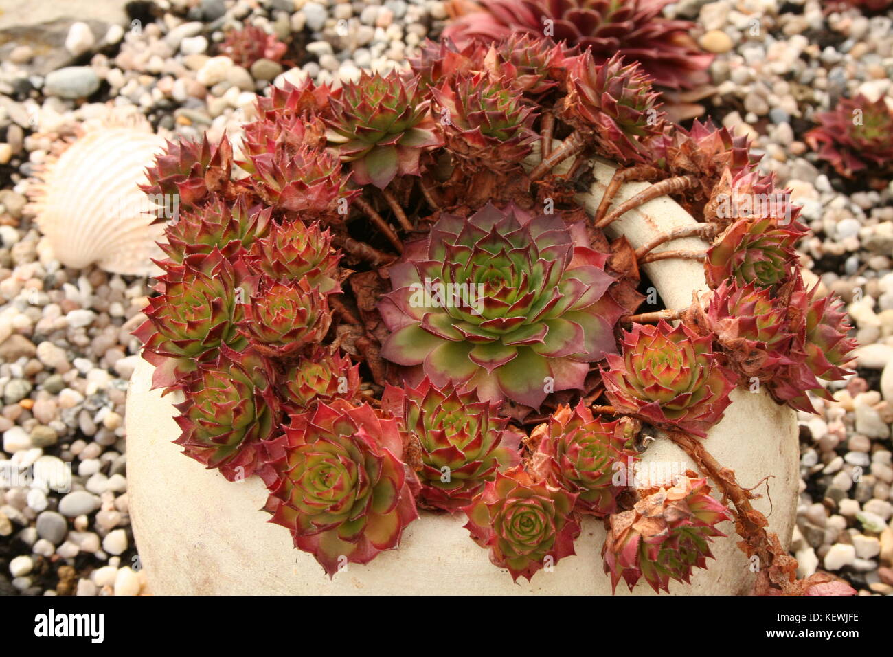 Sempervivum fiori / fioritura sempervivum in macro shot Foto Stock