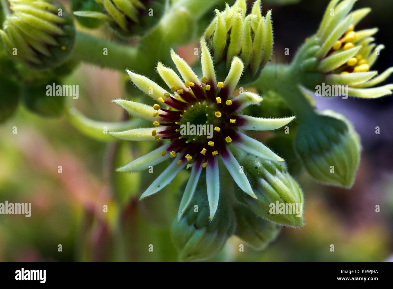 Sempervivum fiori / fioritura sempervivum in macro shot Foto Stock