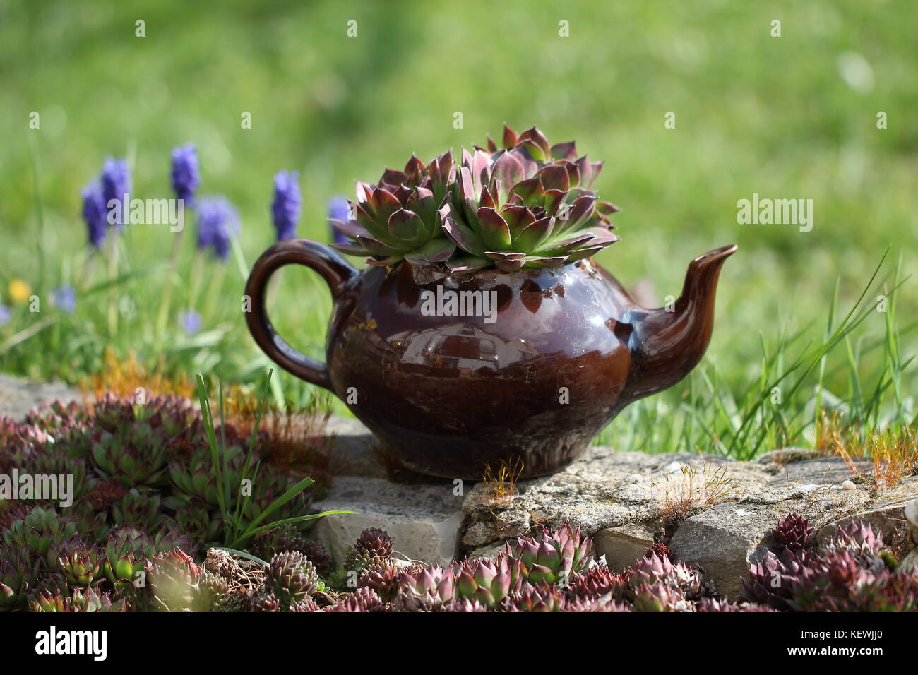 Sempervivum fiori / fioritura sempervivum in macro shot Foto Stock