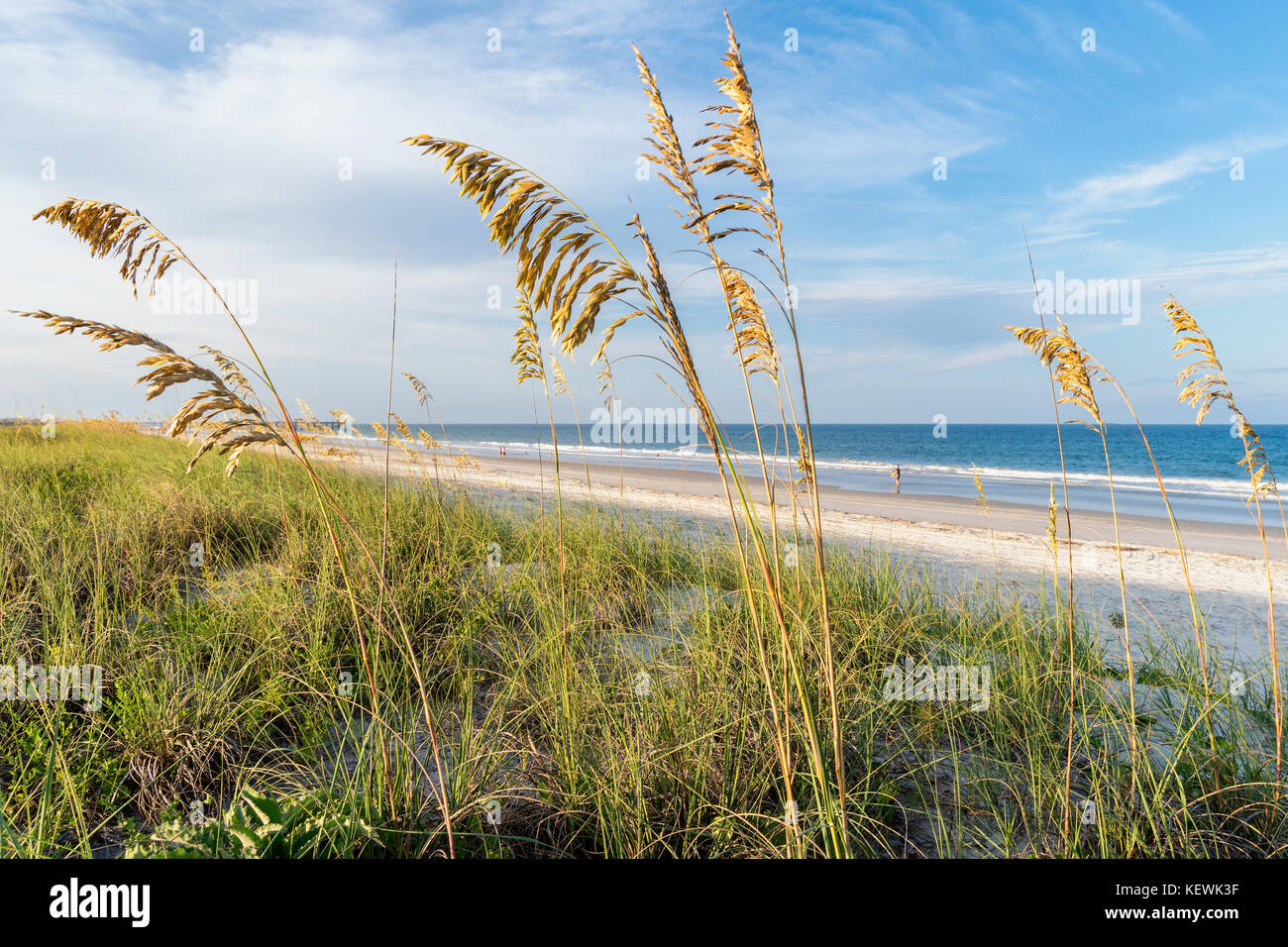Mare di avena telaio le belle spiagge lungo Amelia Island, Florida Foto Stock