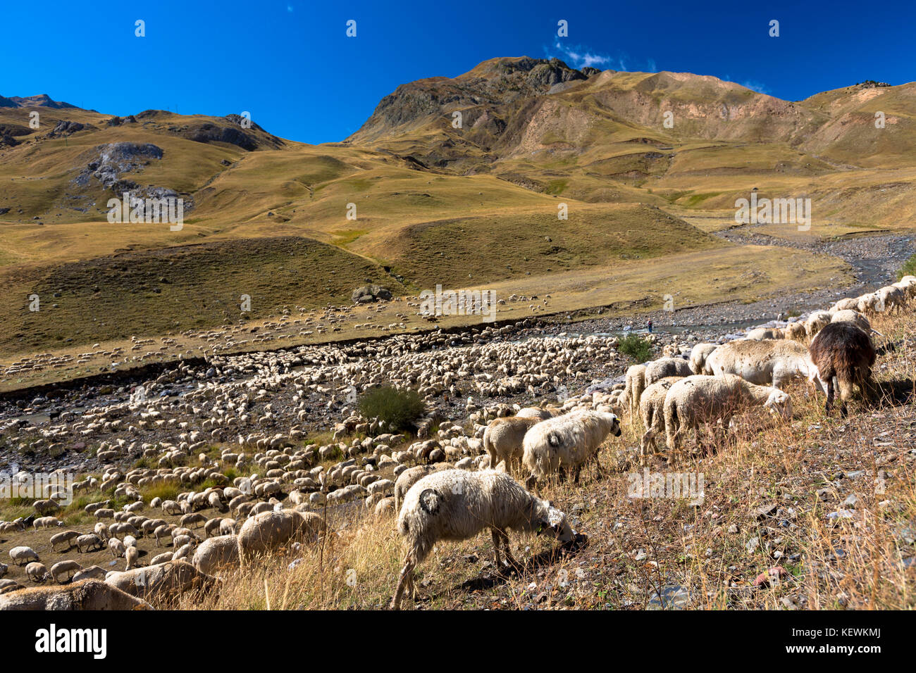 Mountain gli ovini e i caprini in Val de Tena a Formigal in spagnolo Pirenei, Spagna settentrionale Foto Stock