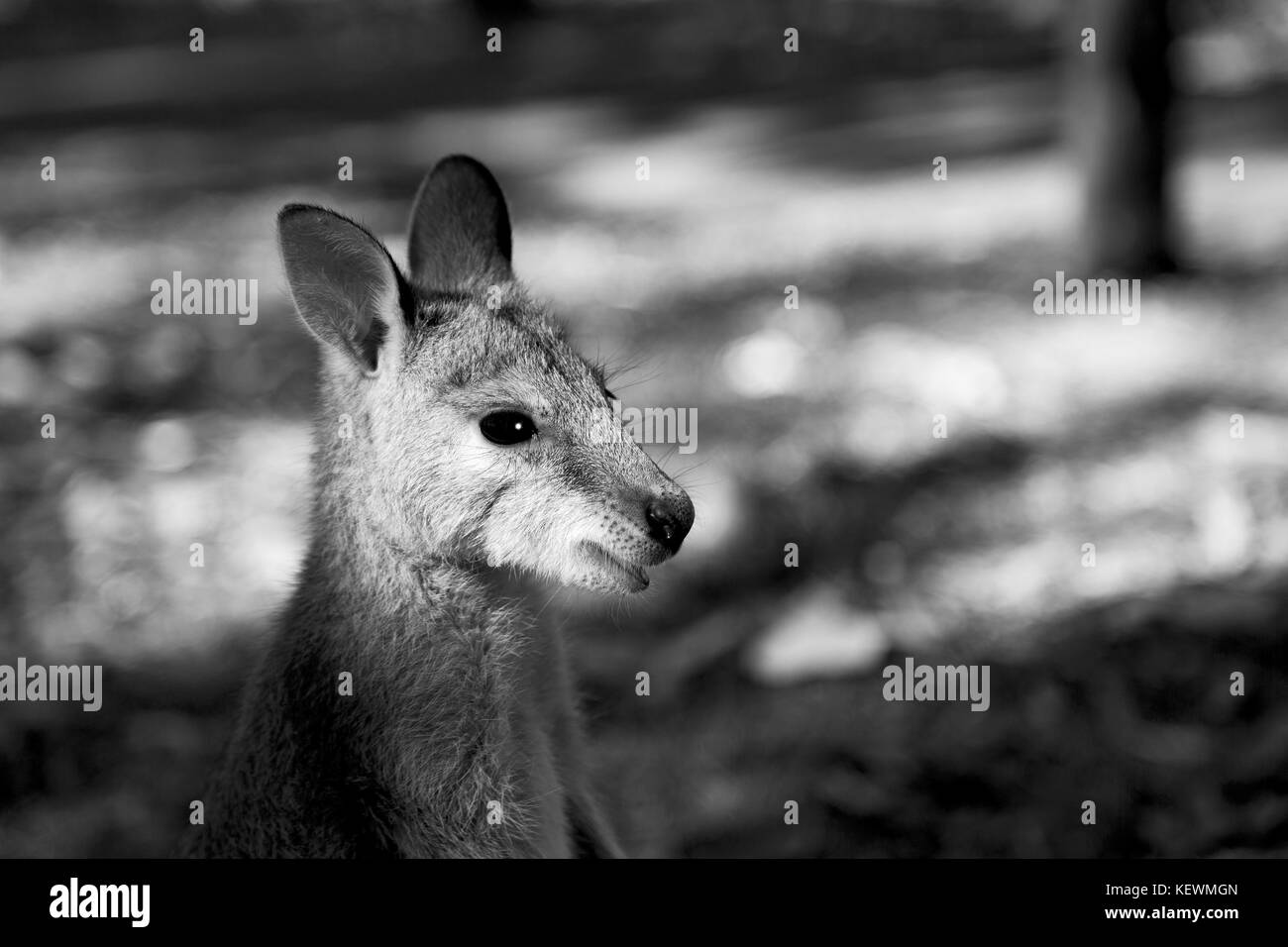 In Australia natuarl park close up kangaroo vicino a boccola Foto Stock