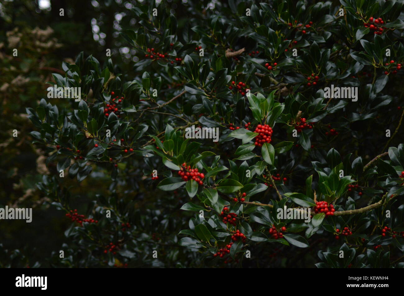 Un rosso e verde Berry Bush Foto Stock