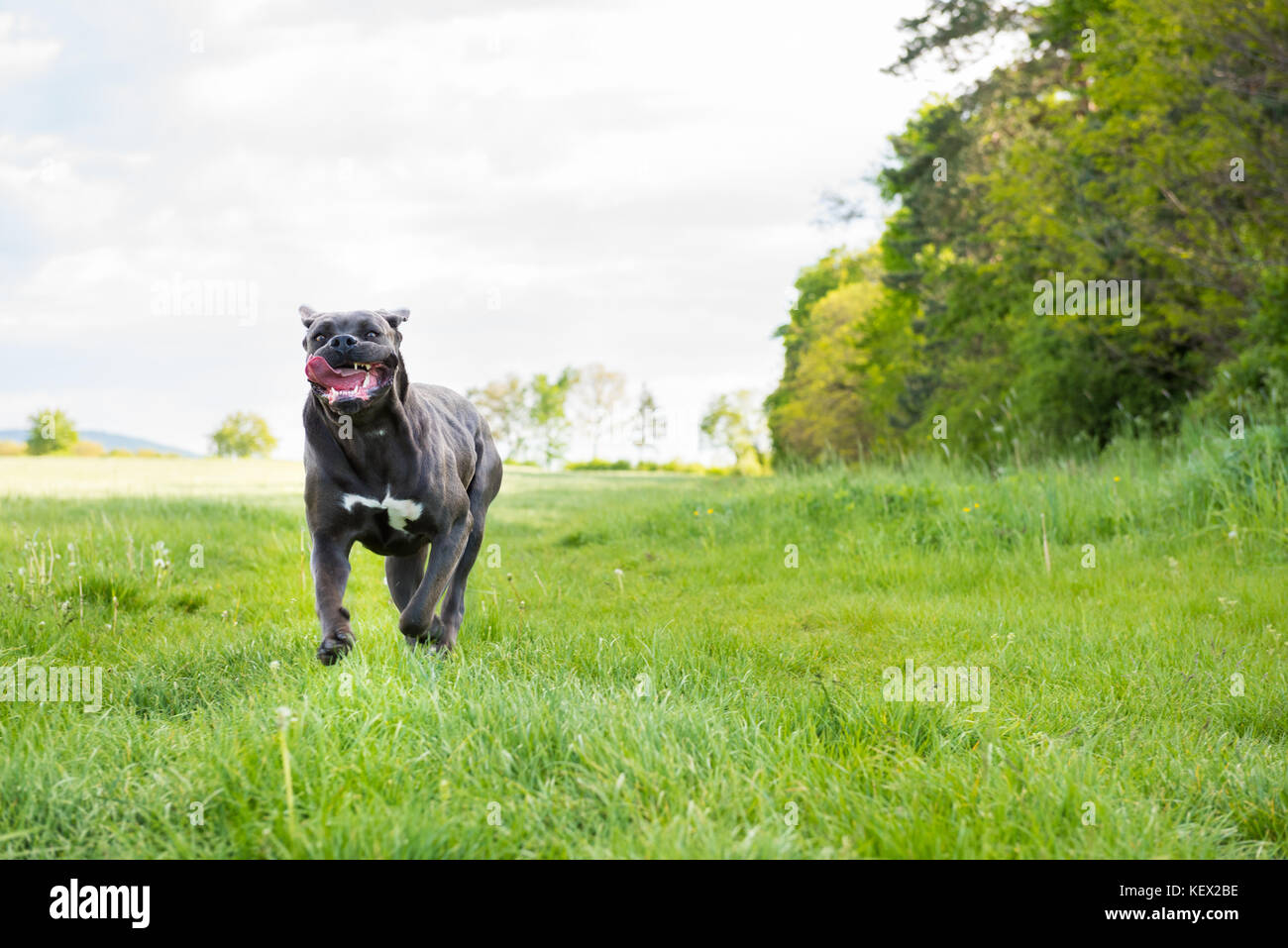 Cane corso, italiano mastiff cane Foto Stock