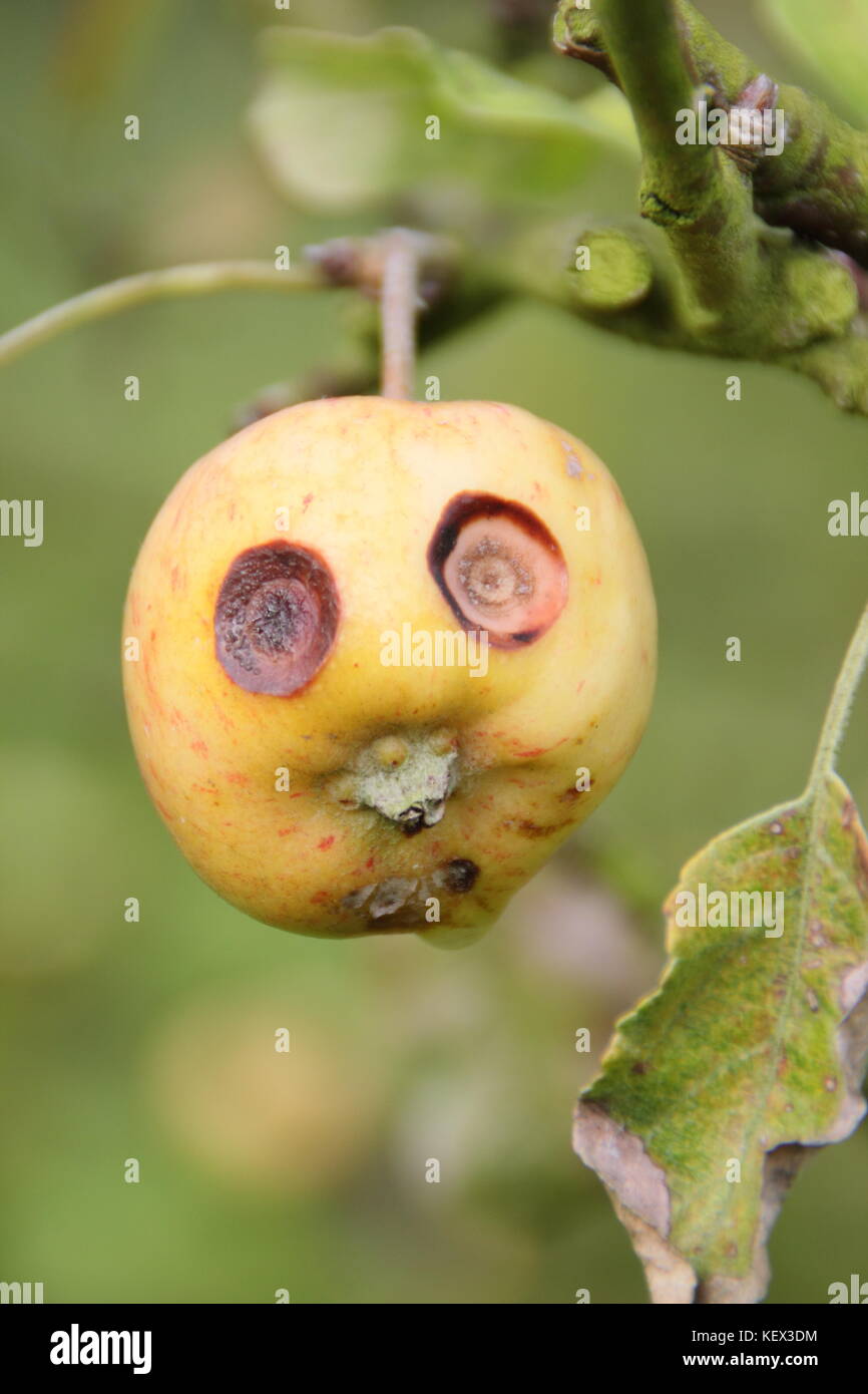 Un grazioso piccolo Apple su un albero in un frutteto inglese sembra avere una faccia buffa, con occhi spalancati causato dalla crosta di frutta, una malattia fungina di alberi da frutto Foto Stock