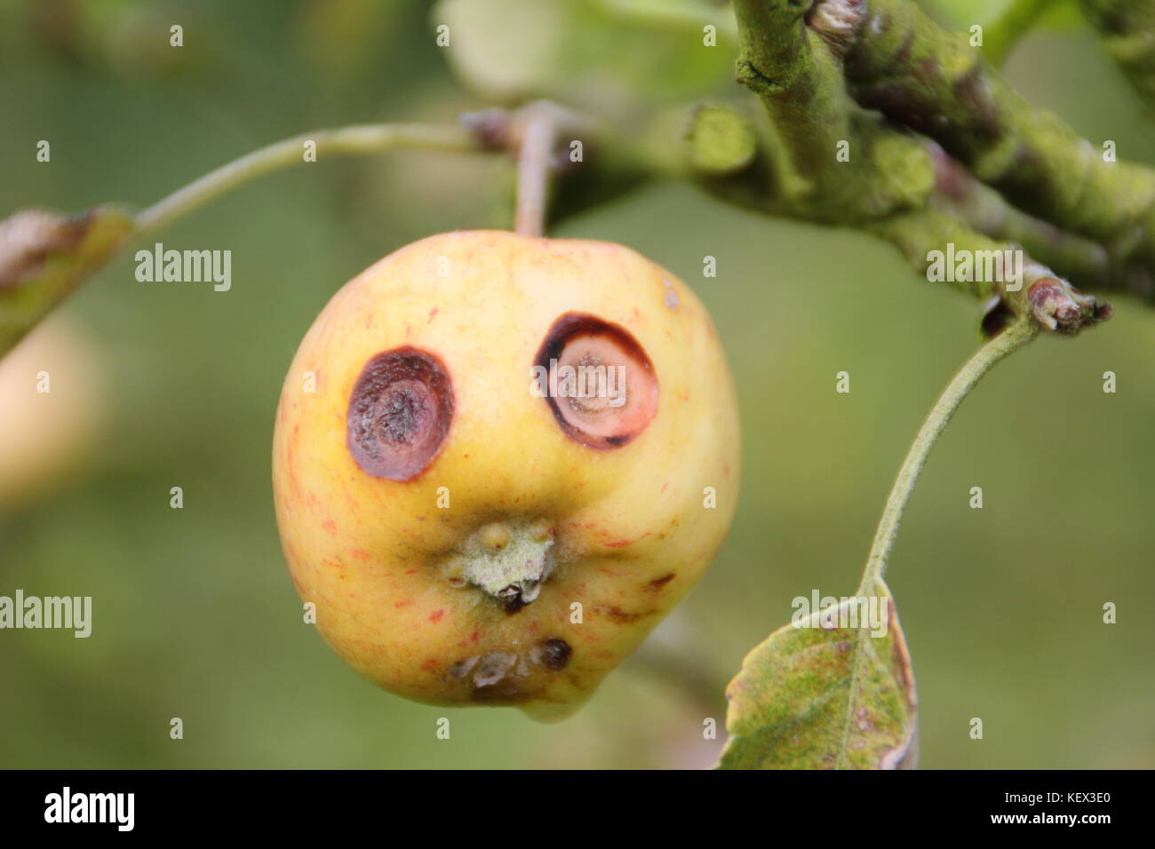 Un grazioso piccolo Apple su un albero in un frutteto inglese sembra avere una faccia buffa, con occhi spalancati causato dalla crosta di frutta, una malattia fungina di alberi da frutto Foto Stock
