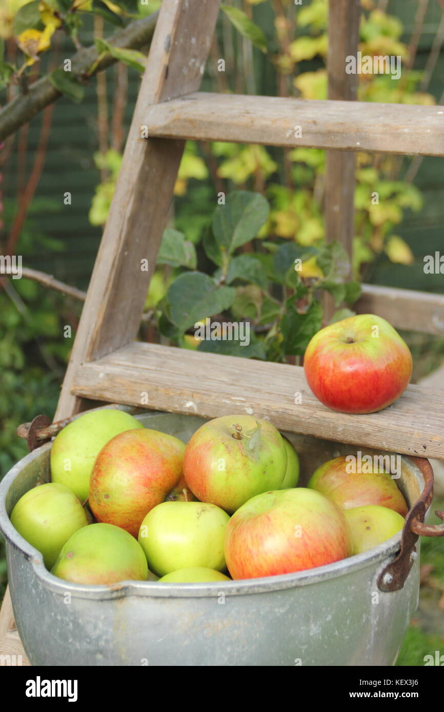 Inglese Bramley mele (malus domestica) raccolte da un albero in un giardino inglese sono visualizzate in una pentola di cottura su una scaletta di legno, REGNO UNITO Foto Stock