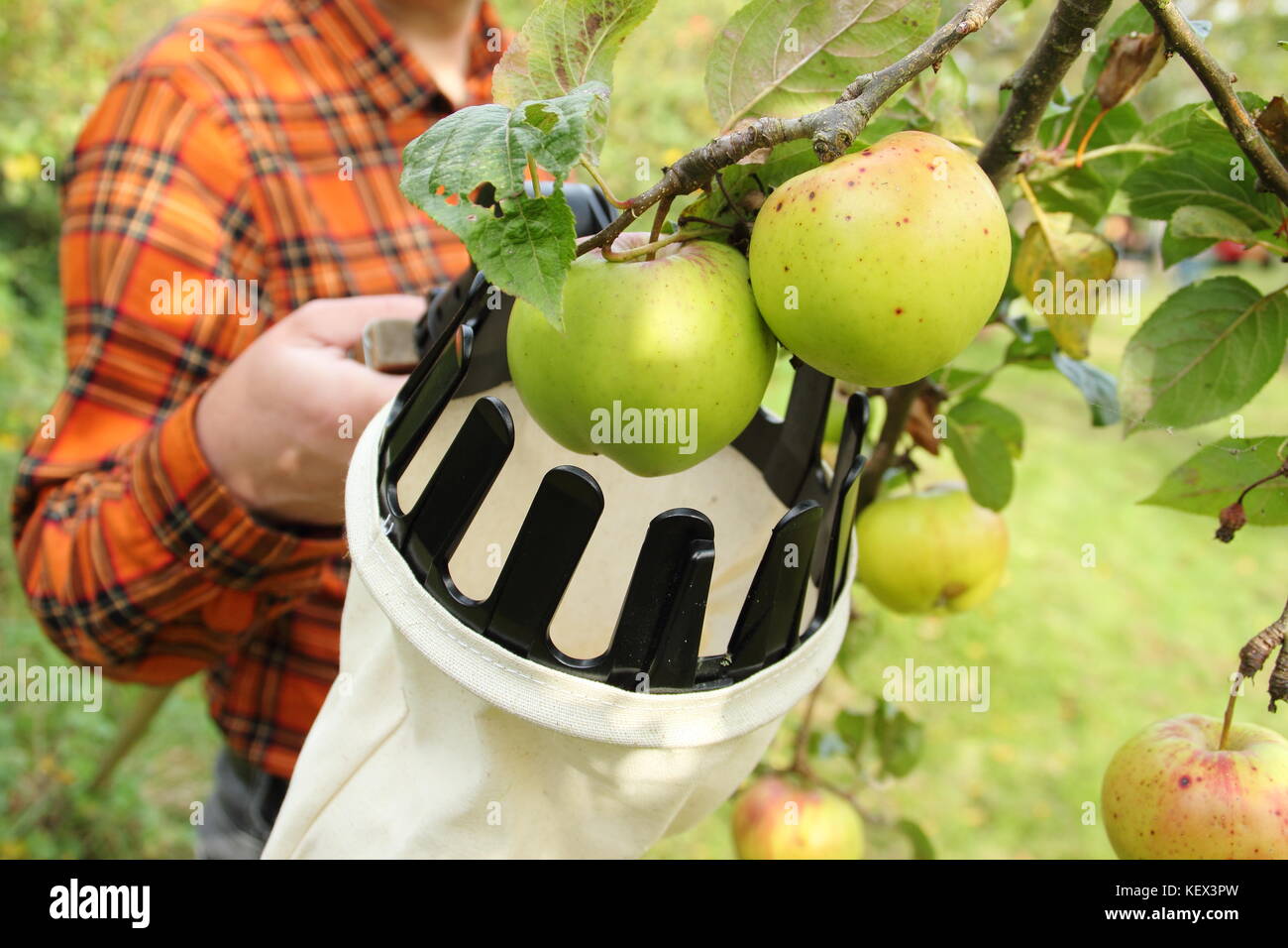 Inglese le mele vengono raccolte utilizzando una raccolta di frutta  attrezzo in una comunità Apple orchard Day celebrazione in Sheffield,  Yorkshire su una luminosa giornata autunnale REGNO UNITO Foto stock - Alamy