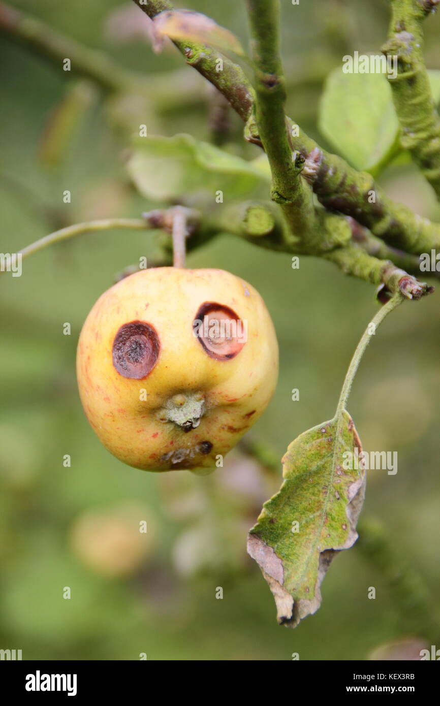 Un grazioso piccolo Apple su un albero in un frutteto inglese sembra avere una faccia buffa, con occhi spalancati causato dalla crosta di frutta, una malattia fungina di alberi da frutto Foto Stock