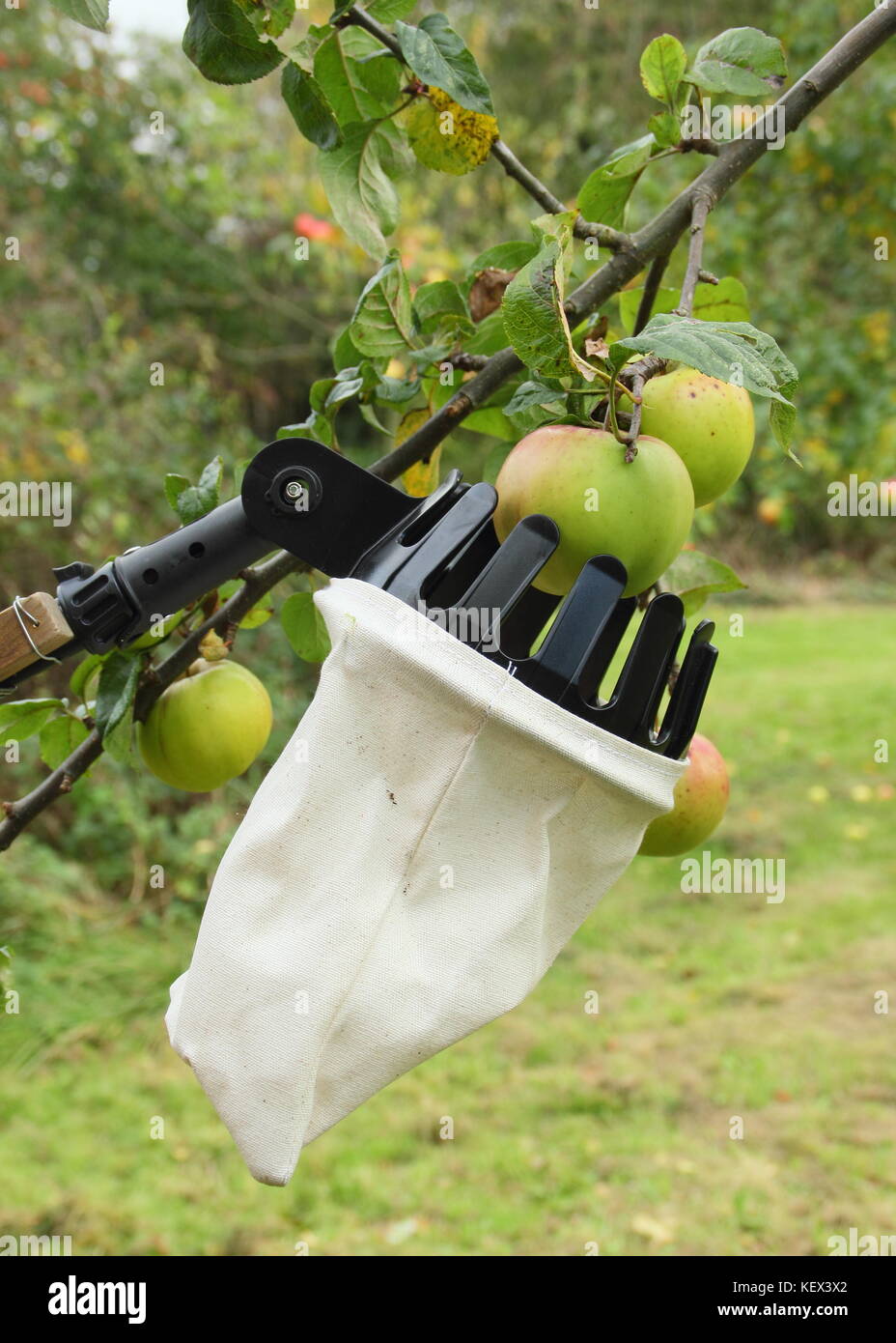 Inglese le mele vengono raccolte utilizzando una raccolta di frutta attrezzo in una comunità Apple orchard Day celebrazione in Sheffield, Yorkshire su una luminosa giornata autunnale REGNO UNITO Foto Stock