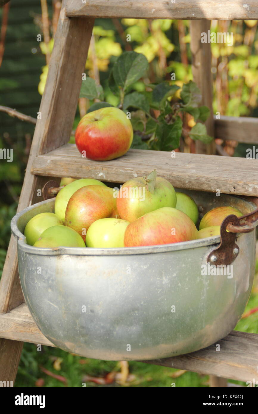Inglese Bramley mele (malus domestica) raccolte da un albero in un giardino inglese sono visualizzate in una pentola di cottura su una scaletta di legno, REGNO UNITO Foto Stock