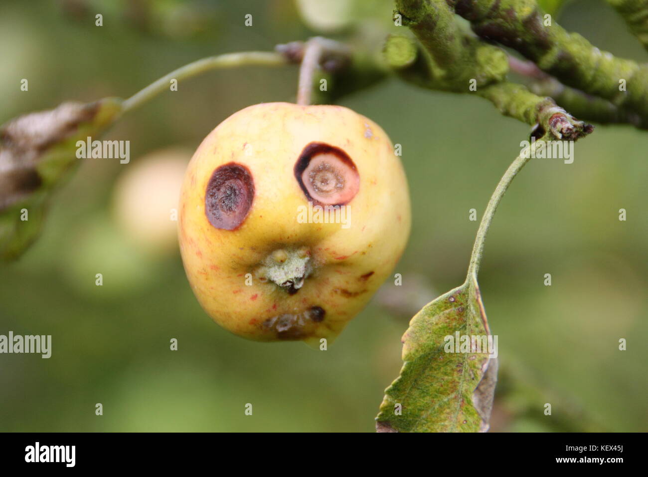 Un grazioso piccolo Apple su un albero in un frutteto inglese sembra avere una faccia buffa, con occhi spalancati causato dalla crosta di frutta, una malattia fungina di alberi da frutto Foto Stock