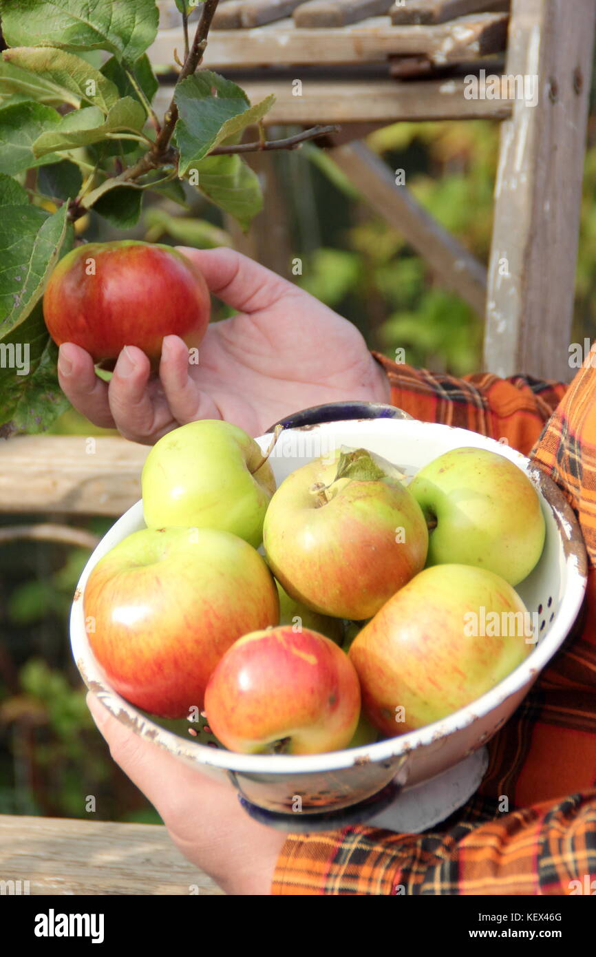 Bramley mele (Malus domestica Bramley's Seedling) sono raccolti da un albero in un giardino inglese da un maschio di giardiniere in autunno (ottobre) Foto Stock