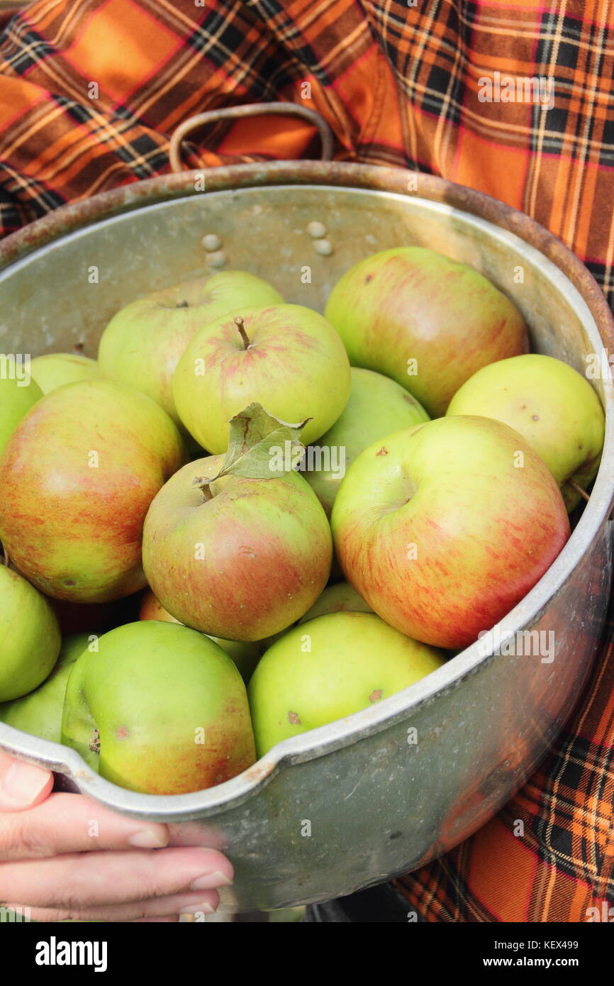 Bramley mele (Malus domestica Bramley's Seedling) raccolte da un albero in un giardino inglese sono mostrati in una pentola di cottura da un giardiniere in autunno, REGNO UNITO Foto Stock
