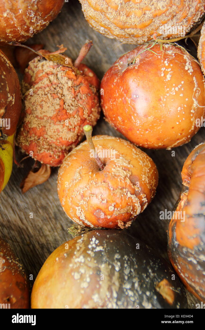 Mele malato (malus domestica) con il marciume bruno (monilinia laxa/monilinia fructigena) rimosso per scoraggiare la diffusione fungina, REGNO UNITO Foto Stock