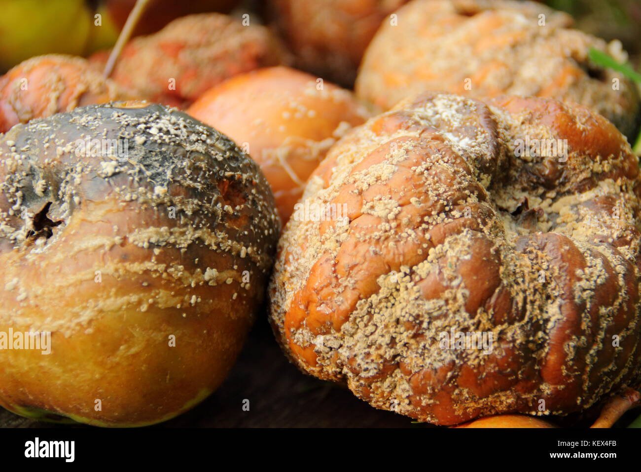 Mele malato (malus domestica) con il marciume bruno (monilinia laxa/monilinia fructagena) rimosso per scoraggiare la diffusione fungina, REGNO UNITO Foto Stock