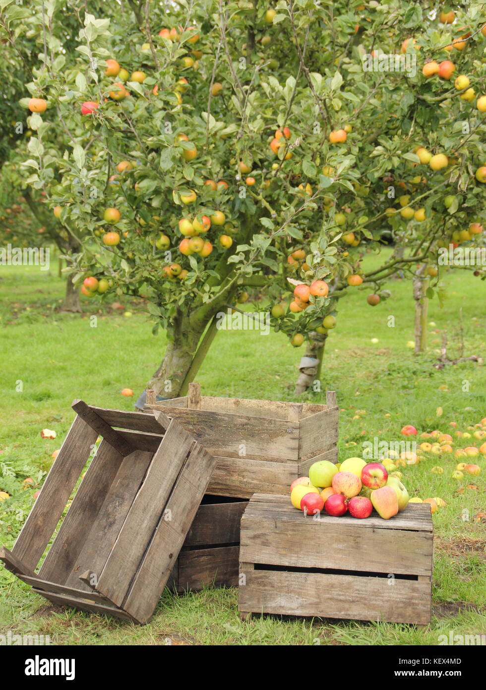 Heritage mele delle varietà tra cui la Duchessa preferito, Bascombe mistero e casa di caccia in un inglese un frutteto al tempo del raccolto su una luminosa giornata autunnale Foto Stock