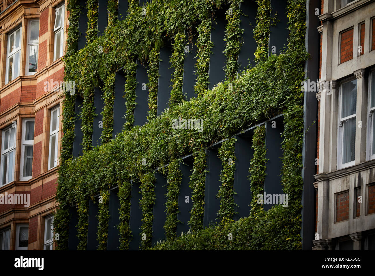 Piante sempreverdi muro vivente per la facciata della casa di sinergia su Southampton Row A Londra la città capitale d'Inghilterra Foto Stock