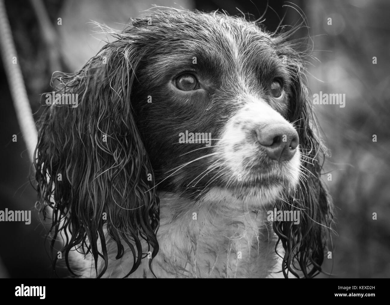 Springer spaniel lavorando cane in bianco e nero Foto Stock