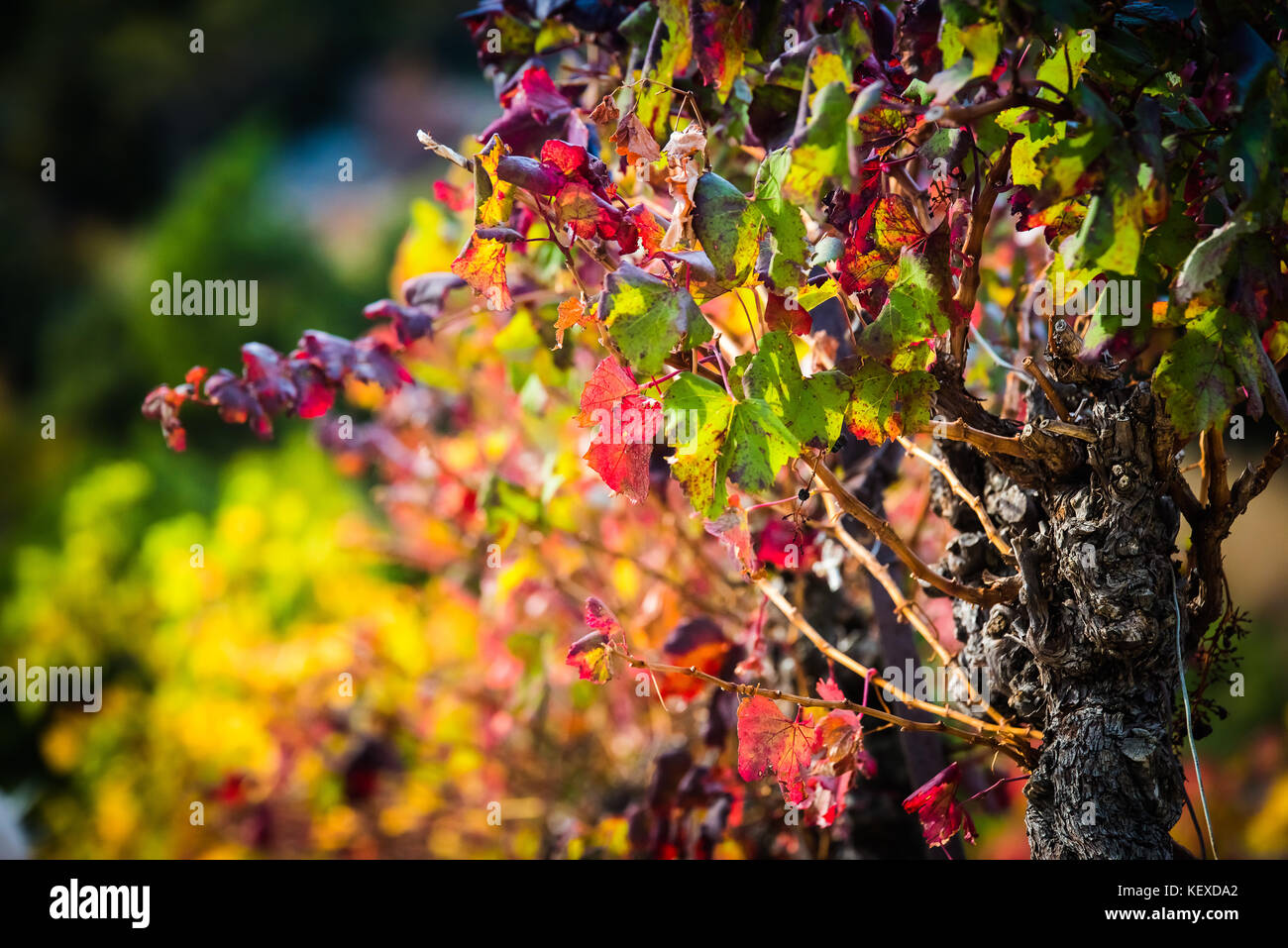 Vitigno di autunno paesaggio rosso Foto Stock