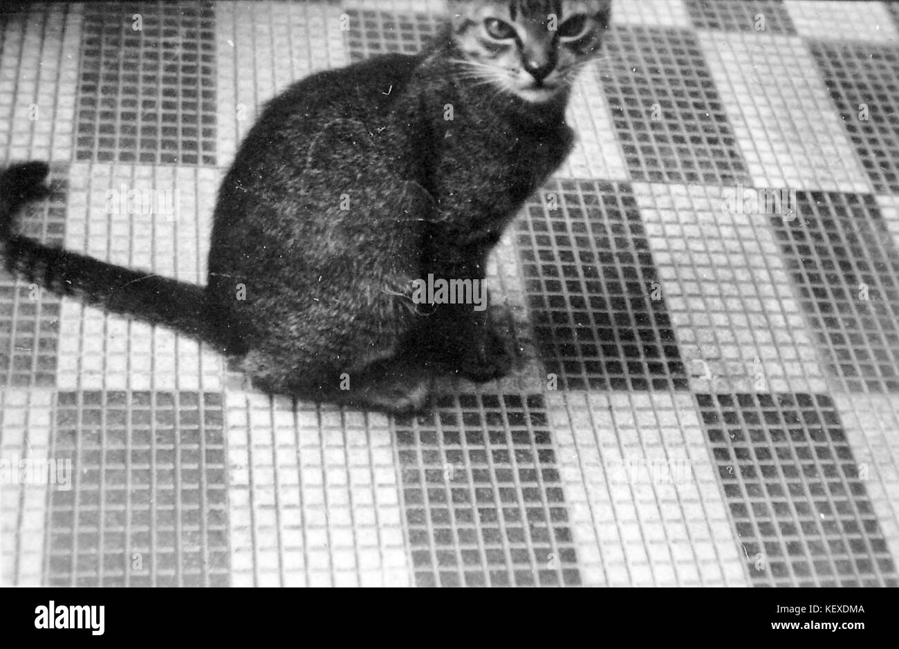 Questa fotografia raffigura un gatto, parte dell'archivio Fortepan, che cattura l'essenza degli animali domestici nella fotografia. Offre un'istantanea della vita felina in un contesto storico. Foto Stock