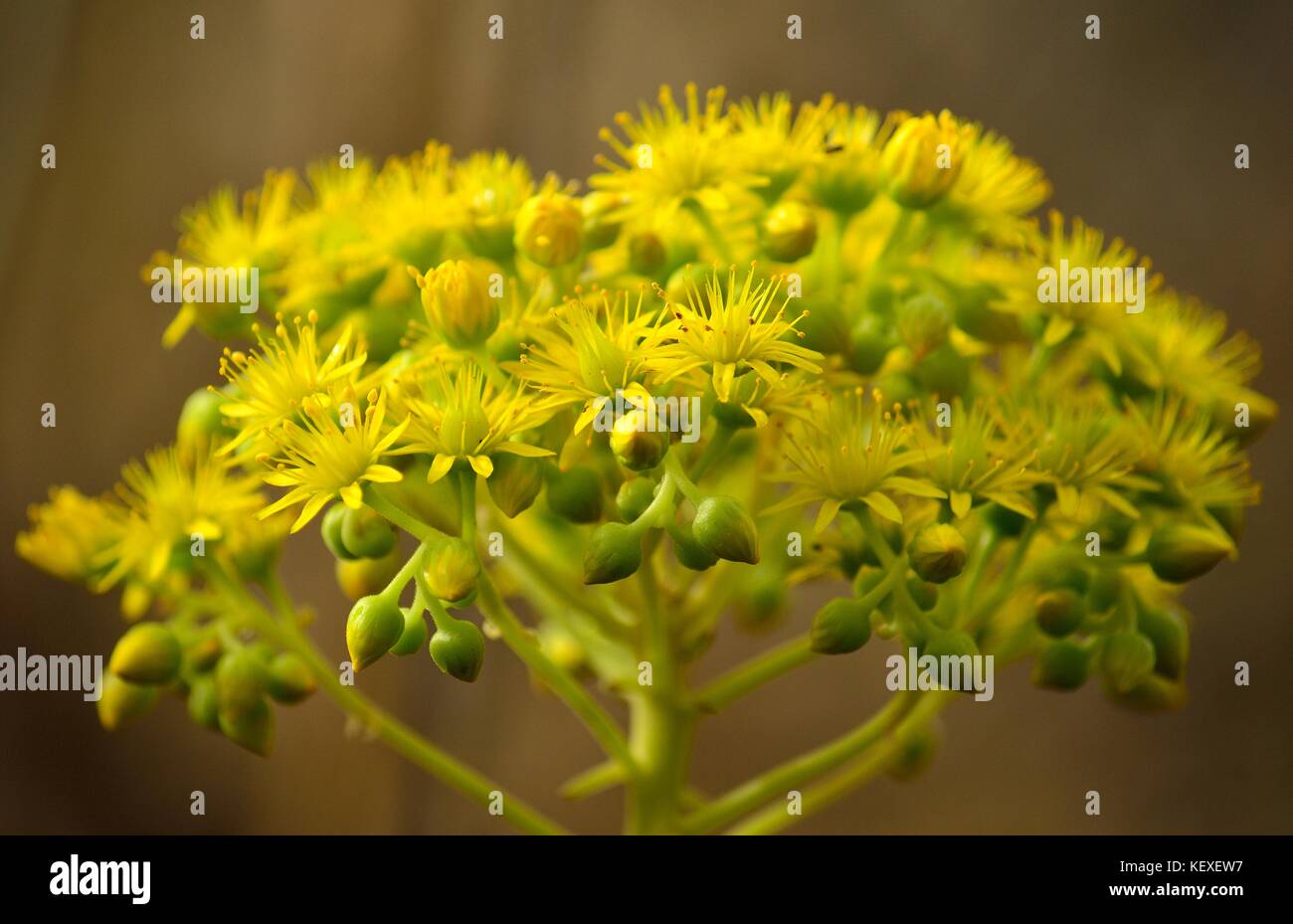 Bella aeonium con piccoli fiori e boccioli verde, isole canarie Foto Stock