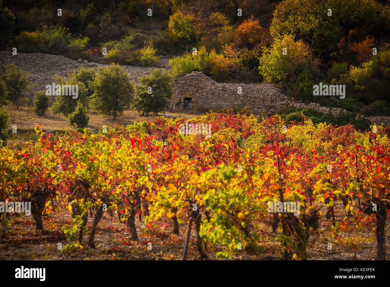 Vitigno di autunno paesaggio rosso Foto Stock