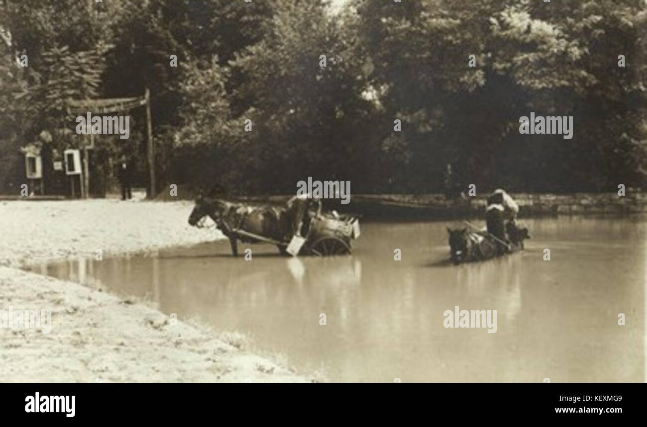 Questa immagine, etichettata "VD 1217 2 12 15", cattura un soggetto specifico in uno studio scientifico, con particolare attenzione alla sua classificazione e all'osservazione precisa, riflettendo un'indagine dettagliata su un organismo o un campione. Foto Stock