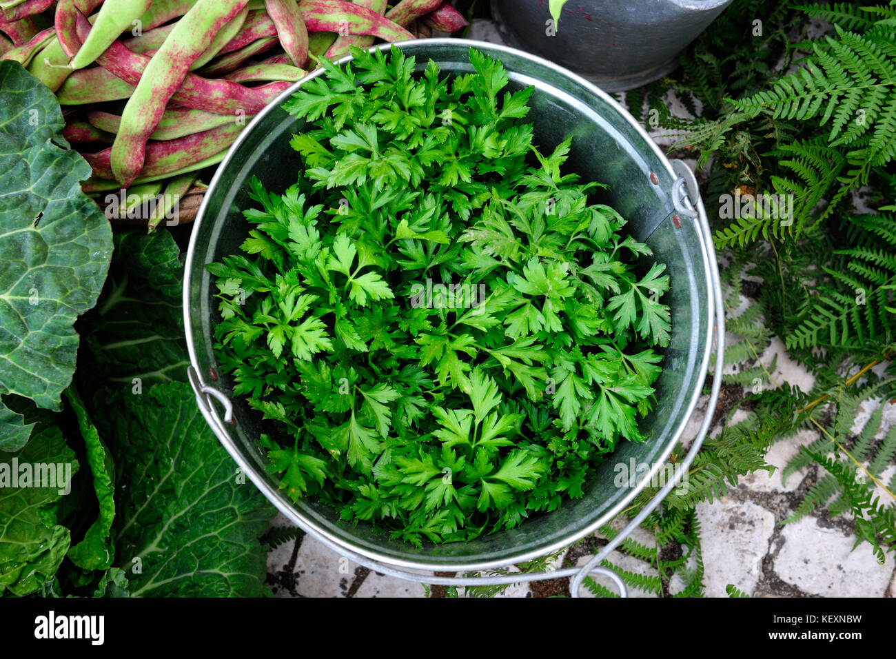 Prezzemolo (salsa) in un mercato di strada. Lisbona, Portogallo Foto Stock