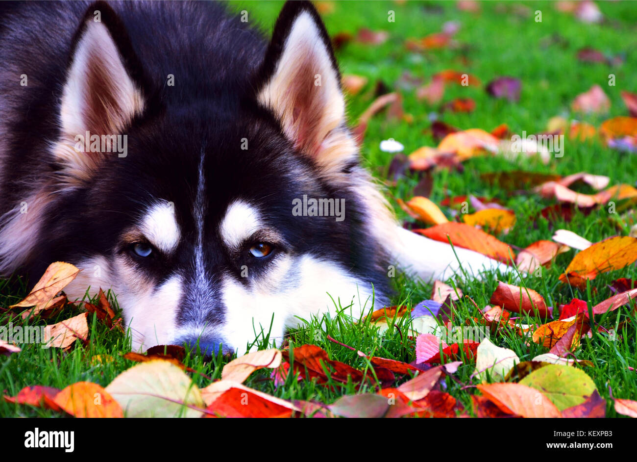 Siberian Husky con bellissimi occhi azzurri, su di un prato in autunno, fissando alla fotocamera Foto Stock