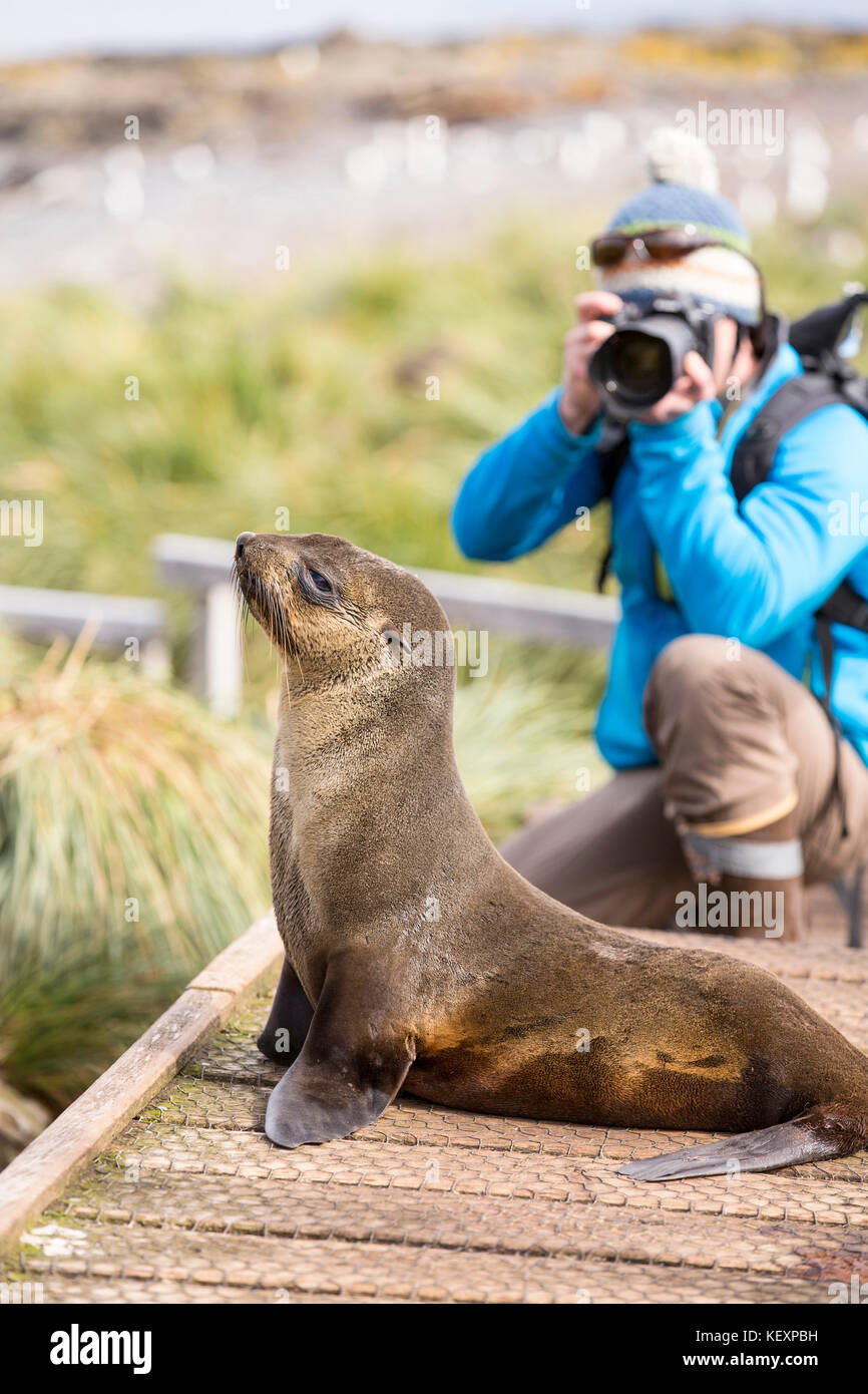 Una femmina Antartico pelliccia sigillo (Arctocephalus gazella) su Prion Island, Georgia del Sud, Oceano Meridionale e un fotografo della fauna selvatica. Foto Stock