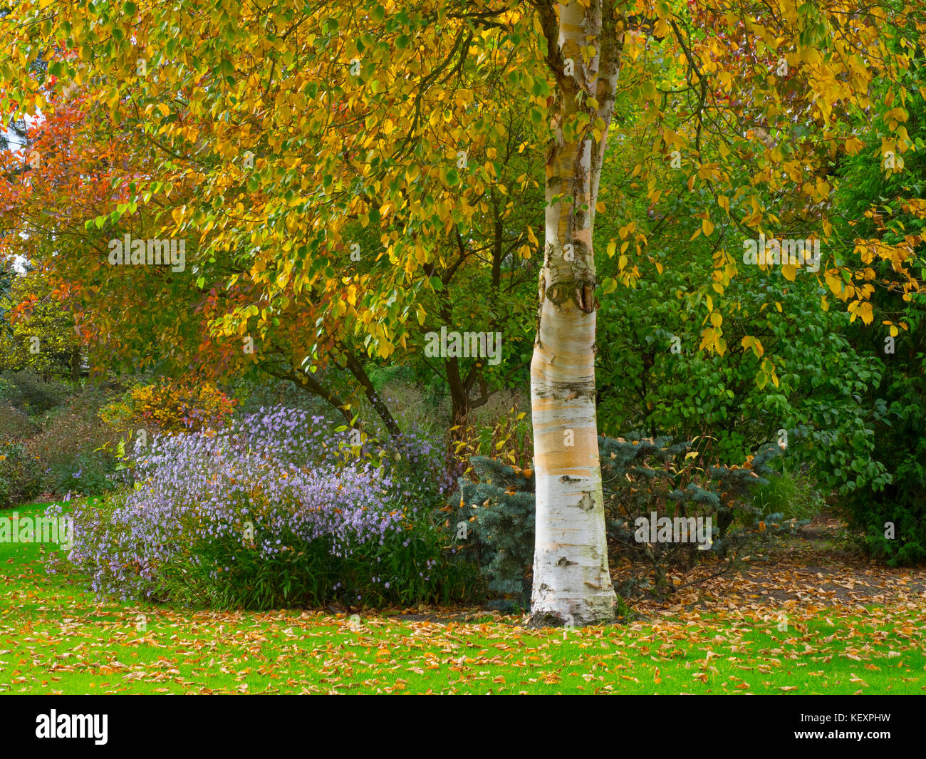 Silver birch e altre Fogliame di autunno a Giardini Bressingham Norfolk Ottobre Foto Stock