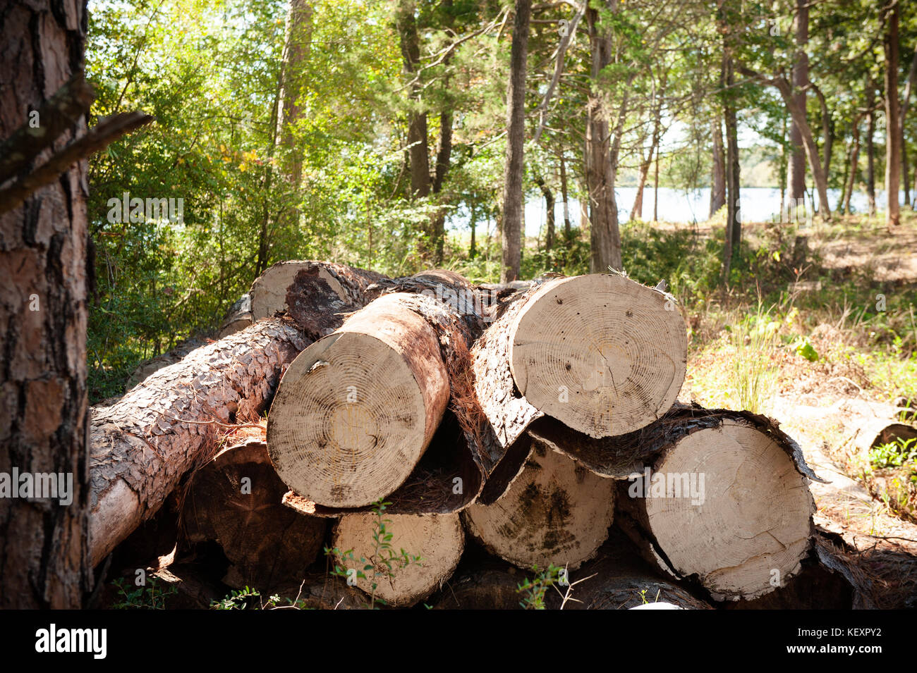 Tagliare alberi di pino Foto Stock