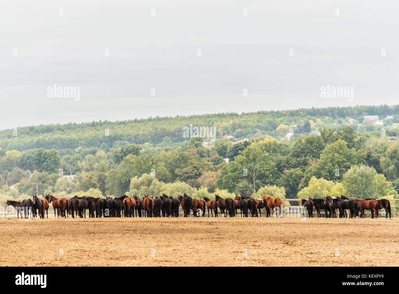 Grande allevamento di cavalli in piedi presso il recinto nel corral, vista posteriore Foto Stock