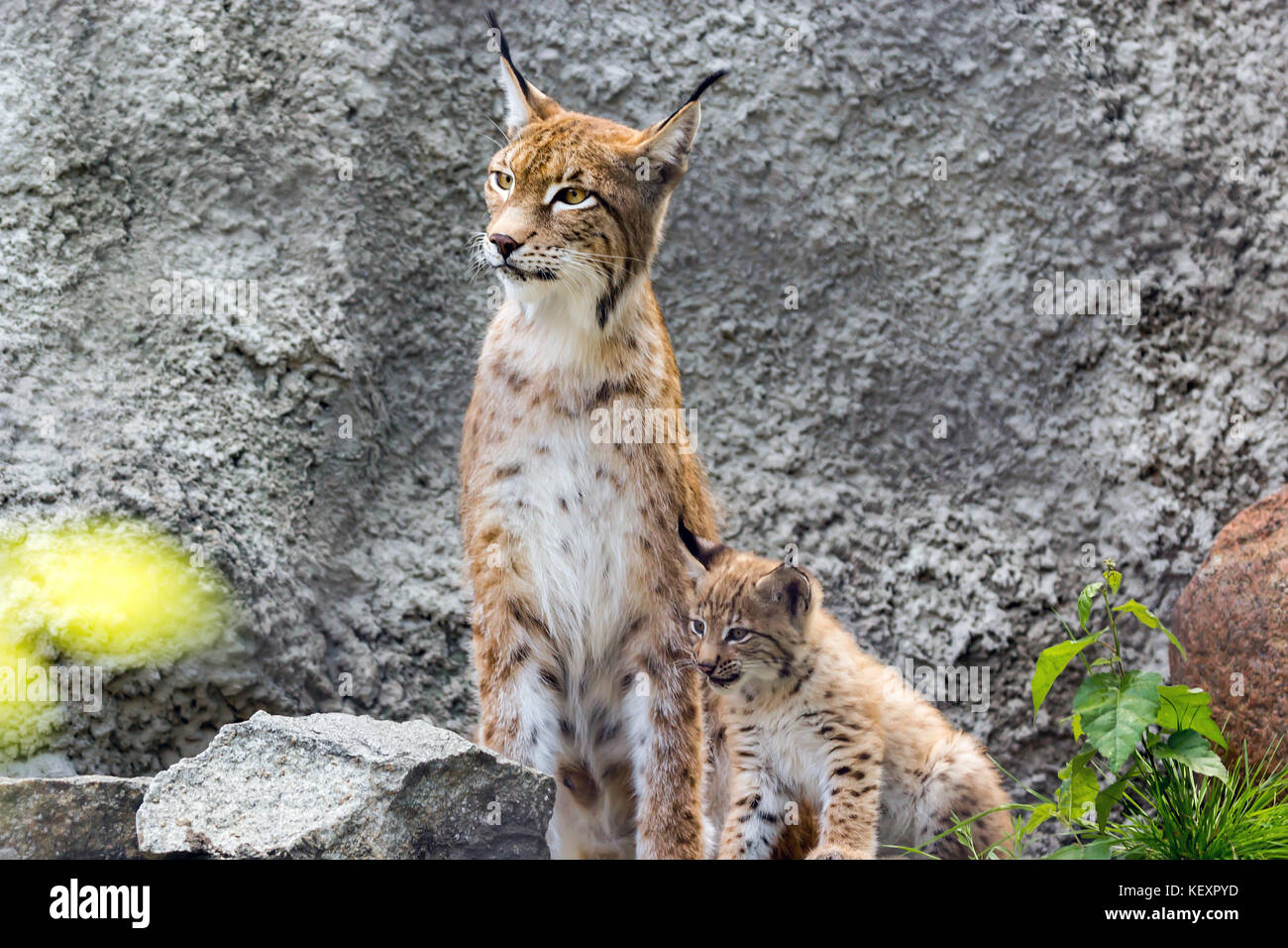 Una femmina di northern lynx con una covata, nelle rovine di una stazione meteorologica in Siberia Foto Stock